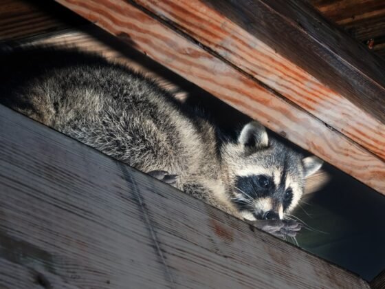 Featured image - Wildlife Removal Tips: How to Avoid Wild Animals Going in Your House