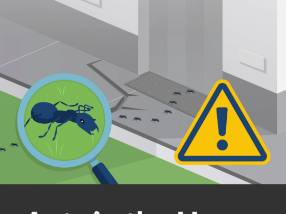 Featured image - 8 Tips for Avoiding Ants in Your House