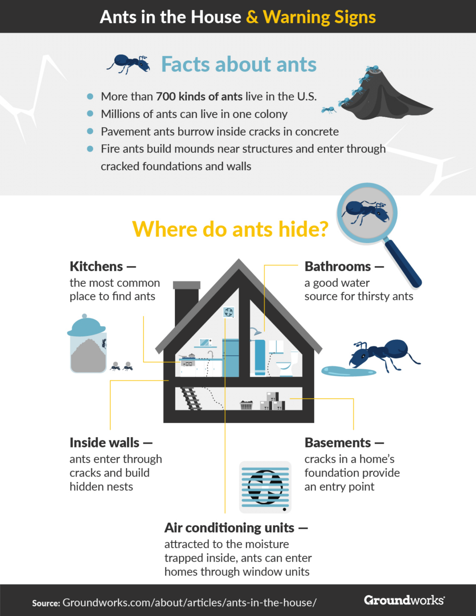 8 Tips for Avoiding Ants in Your House