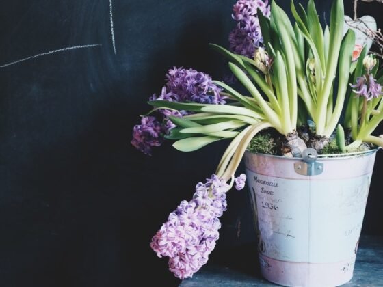 Featured image - Keep These Plants in Your House to Keep the Pests Away