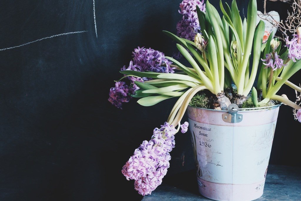 Keep These Plants in Your House to Keep the Pests Away image - Keep These Plants in Your House to Keep the Pests Away