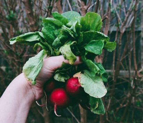 Featured image - 4 Tips to Building a DIY Vegetable Garden for Beginners