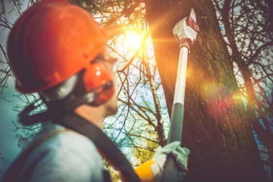 Featured image - 5 Reasons to Look into a Tree Removal Service for Problematic Trees