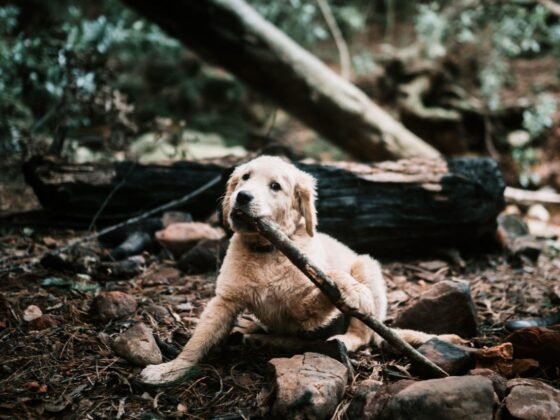 Featured image - A Family, Their Dog, and His Favorite Screen Door