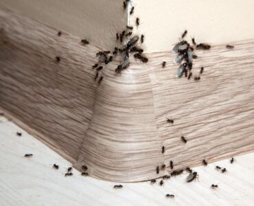Featured image - Common Household Pests and Why They Should Be Removed from Your Home