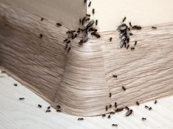Featured image - Common Household Pests and Why They Should Be Removed from Your Home