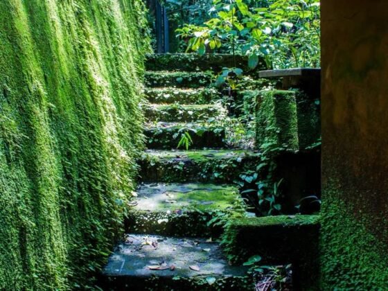 Featured image - 5 Hillside Landscaping Ideas for Rustic Backyards