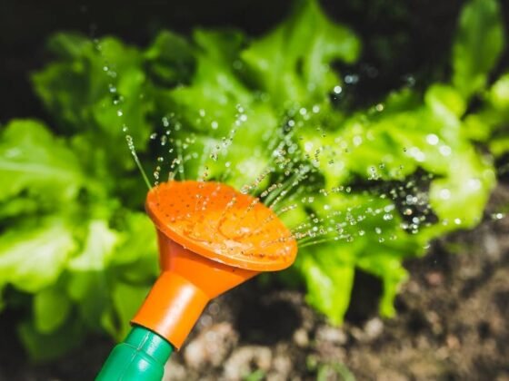 Featured image - How Often Should I Water My Garden? A Simple Guide
