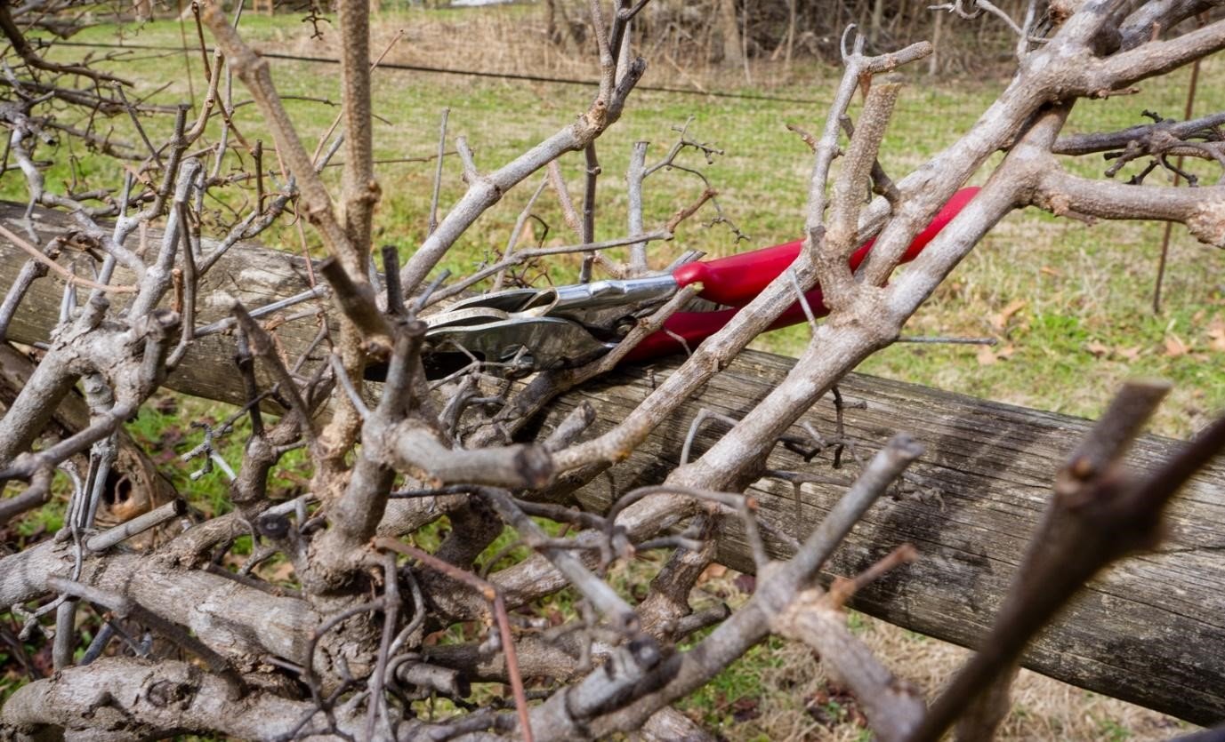 Things You Need to Know About Dormant Pruning image - Things You Need to Know About Dormant Pruning