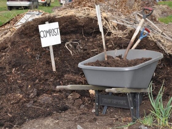 Featured image - What is Safer to Use - Mulch or Compost