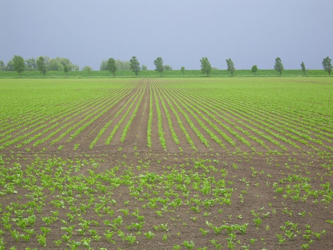 Featured image - 5 Ways to Make Extra Income off Land You Already Own