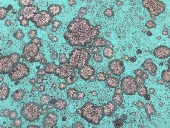 Featured image - 8 Hidden Spots in Your Home That May Be a Growing Heaven for Mold