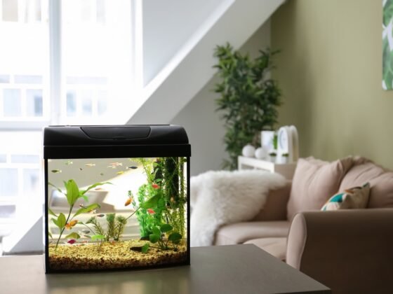 Featured image - 4 Types of Aquariums You Can Install in Your Home