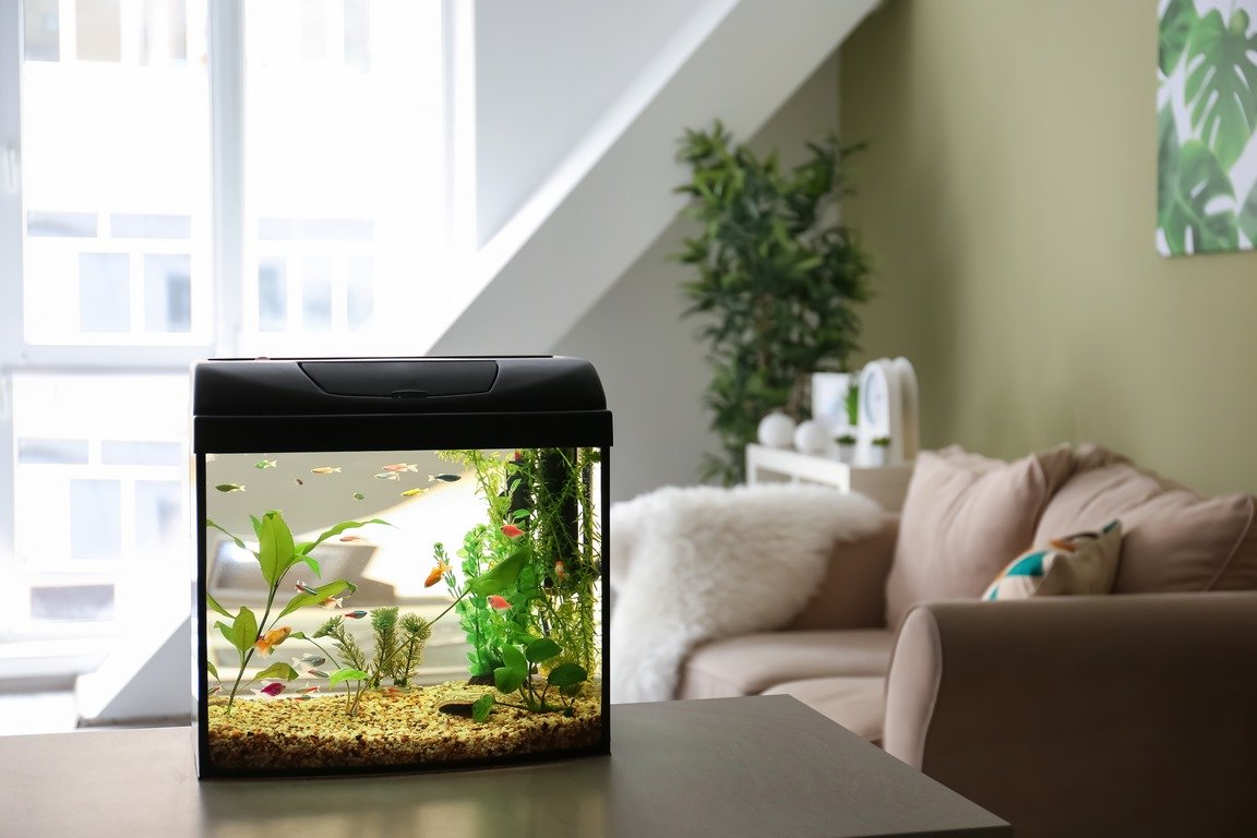 4 Types of Aquariums You Can Install in Your Home image - 4 Types of Aquariums You Can Install in Your Home