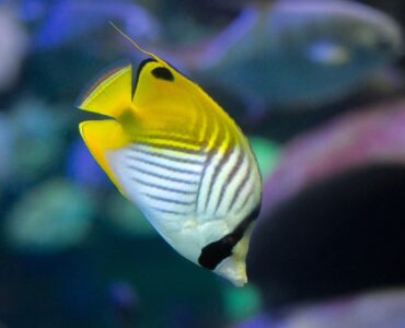 Featured image - Are Tropical Fish Saltwater Fish