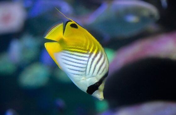 Featured image - Are Tropical Fish Saltwater Fish