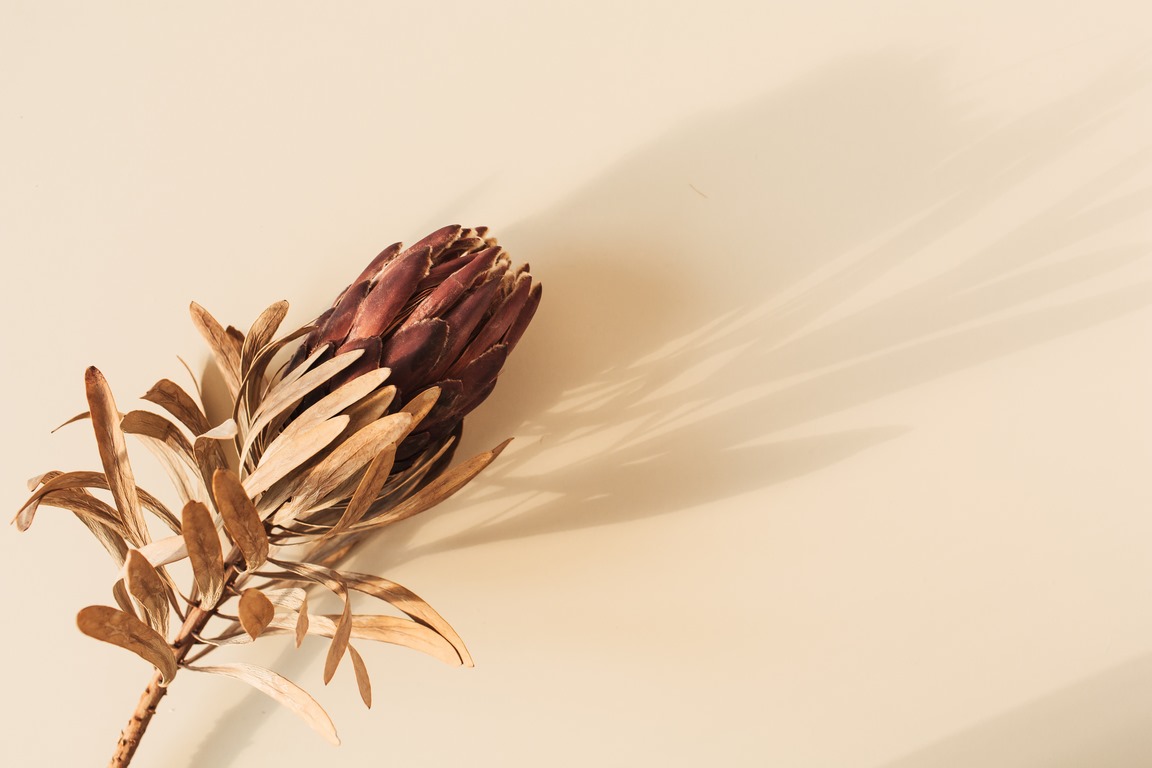 image - Dried Flowers