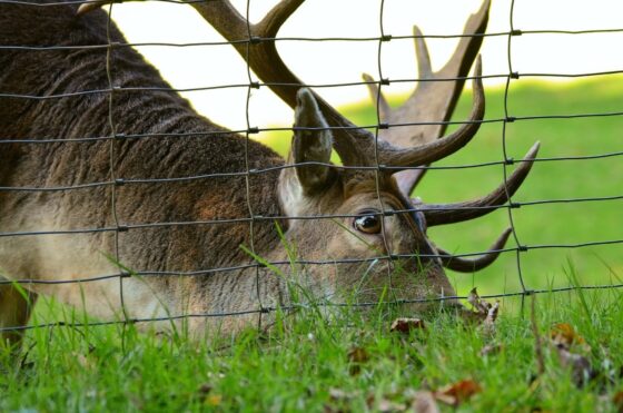 Featured image - The Different Types of Deer Fences for Your Property