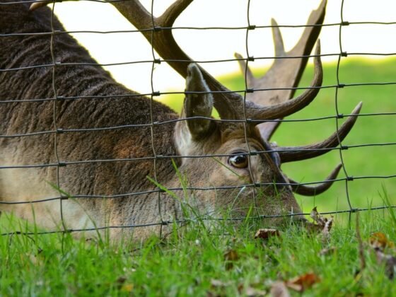 Featured image - The Different Types of Deer Fences for Your Property