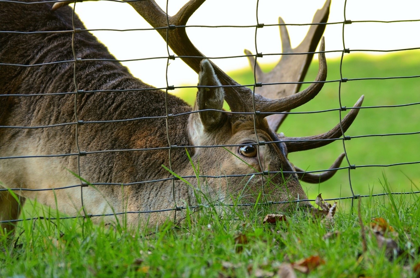 image - The Different Types of Deer Fences for Your Property