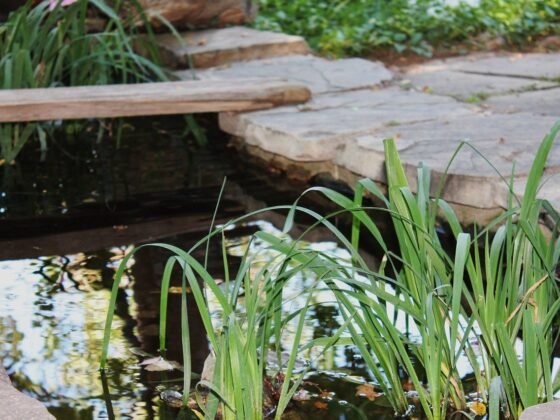 Featured image - Best Water Solutions for Your Garden: Top 5 Flowing and Still Pond Ideas