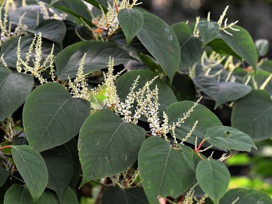 Featured image - Tips for Preventing the Spread of Japanese Knotweed