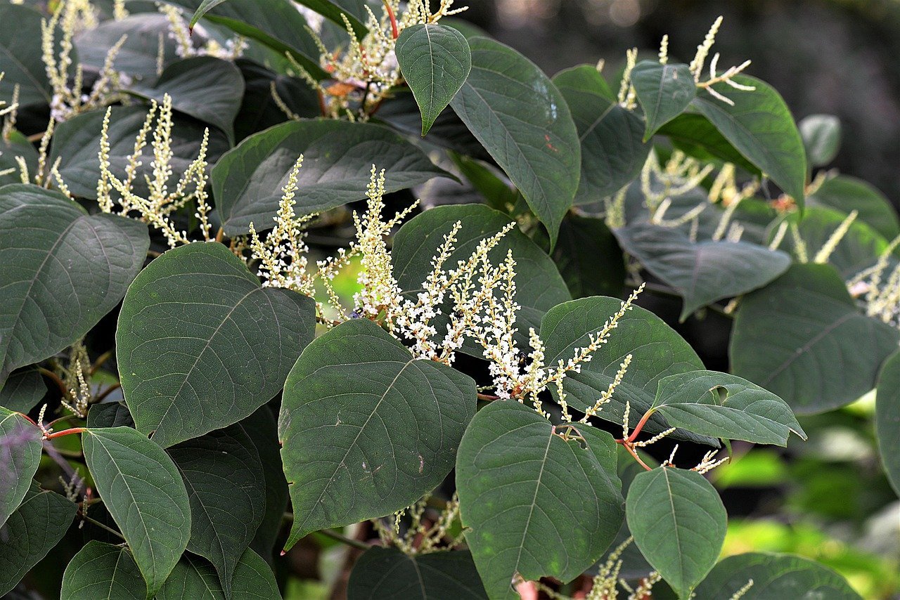 Tips for Preventing the Spread of Japanese Knotweed image - Tips for Preventing the Spread of Japanese Knotweed