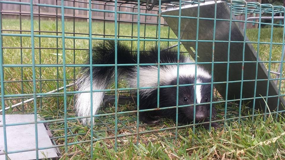 How to Identify What Pests are Ruining Your Yard and Garden image - How to Identify What Pests are Ruining Your Yard and Garden