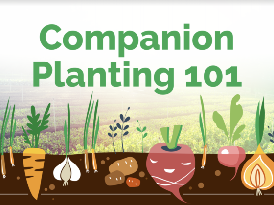 Featured image - A Beginner’s Guide to Companion Planting