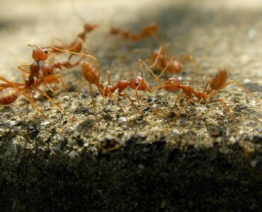 Featured image - Expert Tips and Tricks on How to Get Rid of Fire Ants