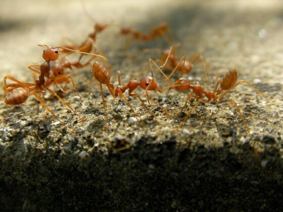 Featured image - Expert Tips and Tricks on How to Get Rid of Fire Ants