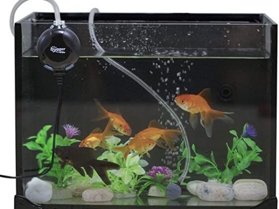 Featured image - How to Install Aqua Culture Aquarium Air Pump