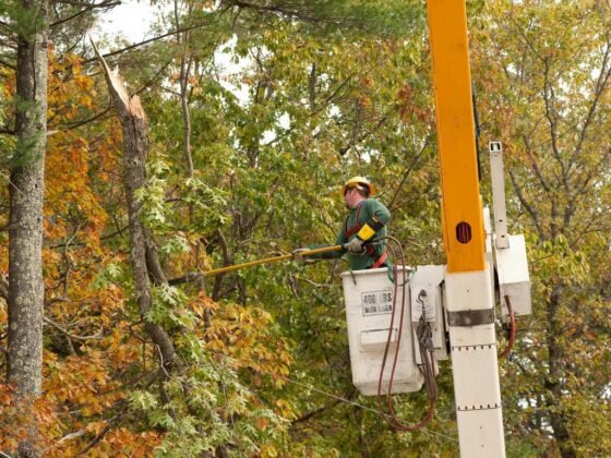 Featured image - Everything You Need to Know About Tree Trimming