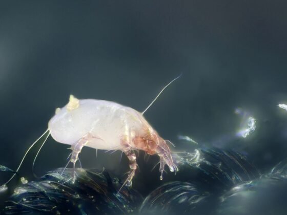 Featured image - Don't Let the Dust Mites Bite: How Often Should You Wash Bedding