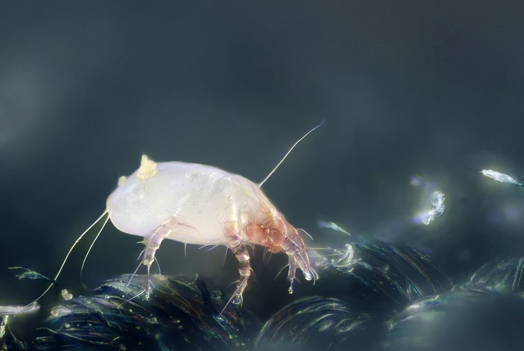 Don't Let the Dust Mites Bite: How Often Should You Wash Bedding? image - Don't Let the Dust Mites Bite: How Often Should You Wash Bedding?