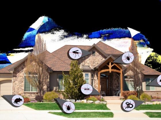 featured image - Do It Yourself Pest Control Vs. Hiring an Expert