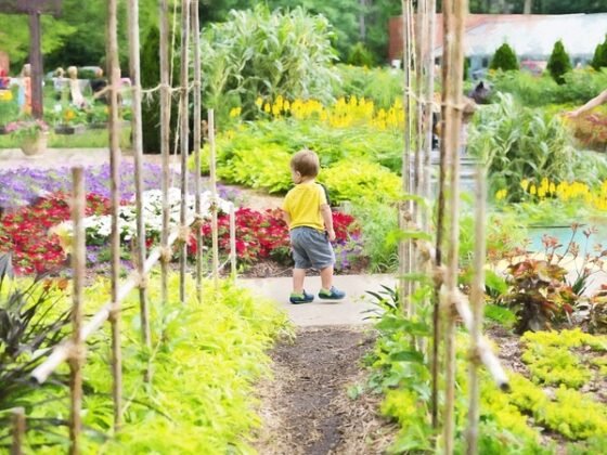 Featured image - Garden Designing Ideas to Transform Your Outdoor Space