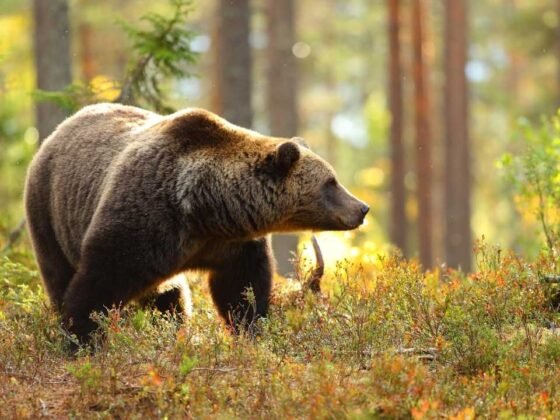 Featured image - How to Bear Proof Your Campsite