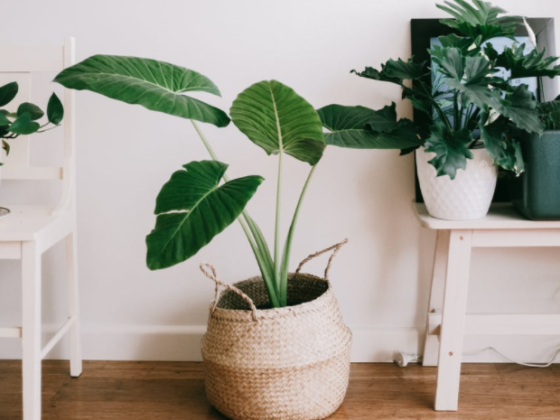 Featured image - How to Decorate Your Home in the Feng Shui Style [5 Tips]