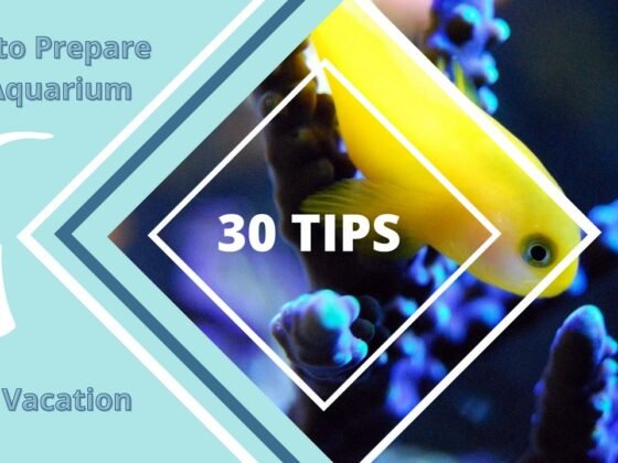 Featured image - How to Prepare an Aquarium for a Vacation- 30 Great Tips