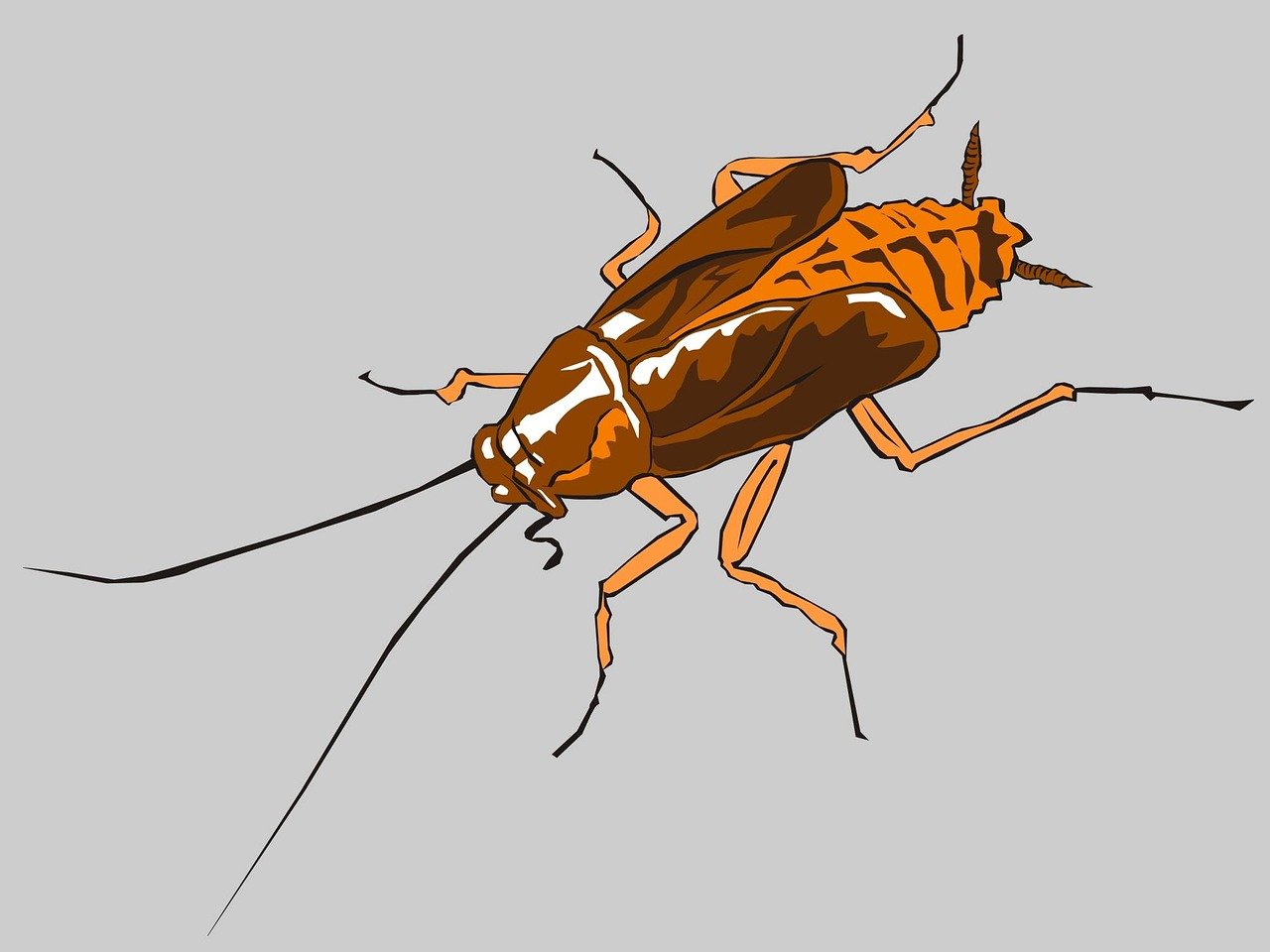 Simple Tips to Keep Your House Free from Pests and Insects image - Simple Tips to Keep Your House Free from Pests and Insects