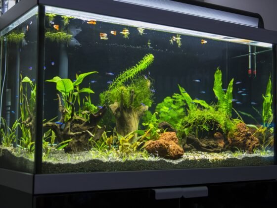 featured image - How to Build Your Own Aquarium