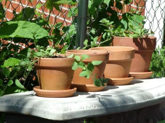 featured image - How to Get Free Pots for Plants 4 Ingenious Techniques