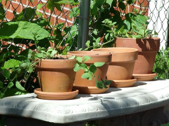 How to Get Free Pots for Plants 4 Ingenious Techniques image - How to Get Free Pots for Plants 4 Ingenious Techniques