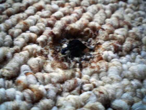 Featured image - How to Repair Carpet Burn Without Hiring Professionals