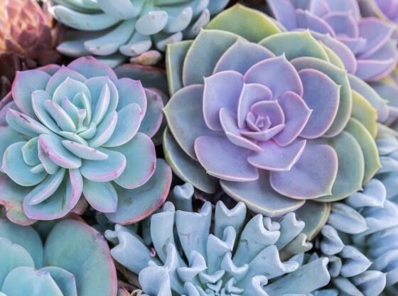 Featured image - Succulent Care: An Annual Overview