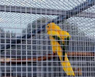 featured image - Why do you need a bird aviary in your backyard