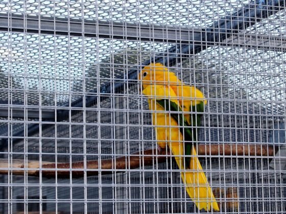 featured image - Why do you need a bird aviary in your backyard