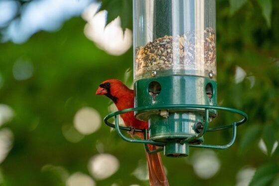 Featured image - 10 Tips to Attract Wildlife to Your Garden