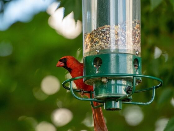 Featured image - 10 Tips to Attract Wildlife to Your Garden